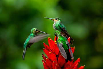 Amazilia decora, Charming Hummingbird, bird feeding sweet nectar from flower pink bloom. Hummingbird behaviour in tropic forest, nature habitat in Corcovado NP, Costa Rica. Two bird in fly, wildlife.