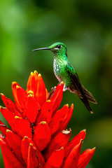 Fototapeta premium Amazilia decora, Charming Hummingbird, bird feeding sweet nectar from flower pink bloom. Hummingbird behaviour in tropic forest, nature habitat in Corcovado NP, Costa Rica. Two bird in fly, wildlife.