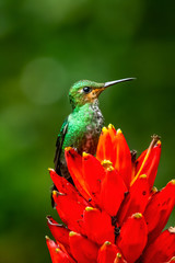 Amazilia decora, Charming Hummingbird, bird feeding sweet nectar from flower pink bloom. Hummingbird behaviour in tropic forest, nature habitat in Corcovado NP, Costa Rica. Two bird in fly, wildlife.