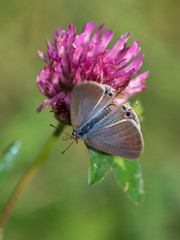 Long-tailed Blue Butterfly on Clover