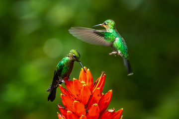 Amazilia decora, Charming Hummingbird, bird feeding sweet nectar from flower pink bloom. Hummingbird behaviour in tropic forest, nature habitat in Corcovado NP, Costa Rica. Two bird in fly, wildlife.