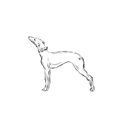 Graphic dog, pet, hand drawn graphic animal, line art 