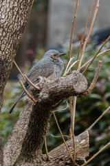 Bulbul inhabiting a residential area in Japan