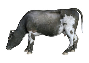 3D Rendering Cow on White