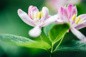 Beautiful white honeysuckle flowers blooming on branch. Nature Springtime background