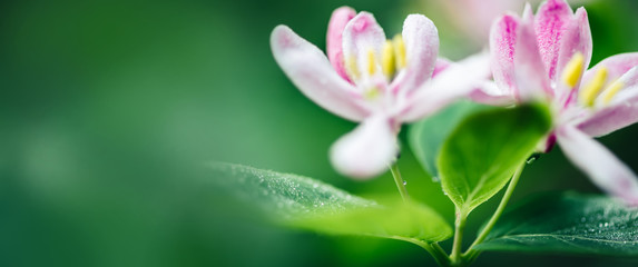 Macro of spring white pink flowers. Flowering time. Nature Springtime background, banner format
