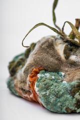 rotten tomato. mold on a tomato. mold. rotting world. Ecology. missing vegetable. dead tomato. dying world.