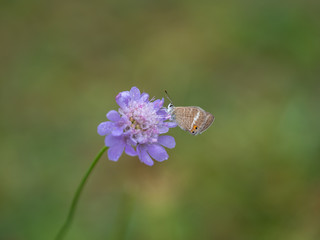 Long-tailed Blue Butterfly on Scabious