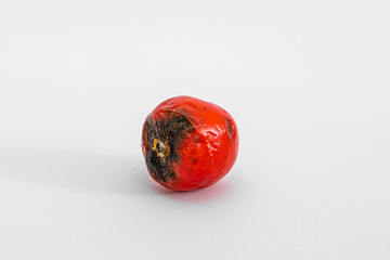 rotten tomato. mold on a tomato. mold. rotting world. Ecology. missing vegetable. dead tomato. dying world.