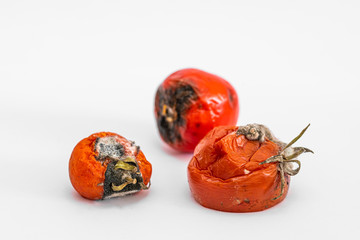 rotten tomato. mold on a tomato. mold. rotting world. Ecology. missing vegetable. dead tomato....