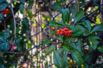 Orange berries growing among dark green leaves on fence being hit by sunlight. Macro photo with vibrant colours and great contrast. Spring themed.