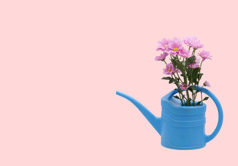 Chrysanthemum in a watering can.