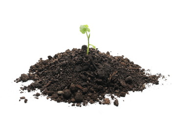 Green seedling, young plant growing, sprouting out of fertile soil isolated on white background