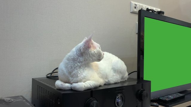 White Devon Rex cat lies next to a TV with a chrome key and looking around.