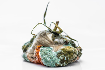 rotten tomato. mold on a tomato. mold. rotting world. Ecology. missing vegetable. dead tomato....