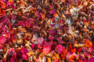 Vibrant red and orange dry fall leaves on the ground in daylight