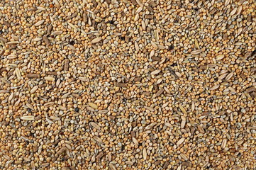 Mixed bird seeds, millet surface background and texture