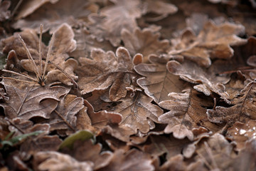 Frozen oak leaves . abstract natural background. Soft focus.