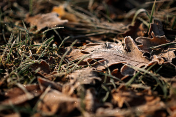 Frozen oak leaves in the grass. Abstract natural background. Soft focus.