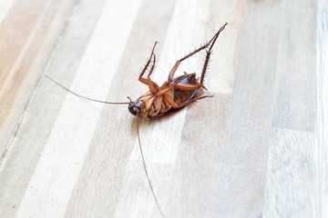 one creepy cockroach dead on floor with insecticide killing