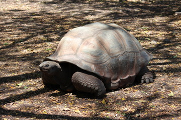 Obraz premium Tortue géante