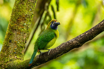 The Crimson-rumped Toucanet, Aulacorhynchus haematopygus perched on the branch in rain forest in Ecuador, dark scene with green color.