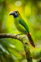 The Crimson-rumped Toucanet, Aulacorhynchus haematopygus perched on the branch in rain forest in Ecuador, dark scene with green color.