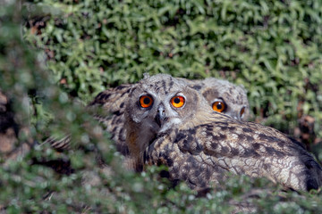 Young owls eating some pieces of meat.