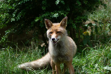 Fototapeta premium Fox who is looking for food