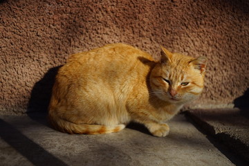 Fototapeta premium A cunning ginger cat is resting in a sunny courtyard