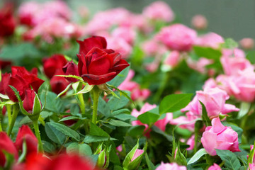 background of red and pink roses
