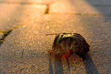 Golden autumn leaf lies on asphalt road.