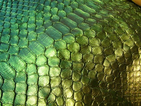 The texture of the skin close-up. Genuine haberdashery leather in green. Genuine python skin, snakes.
