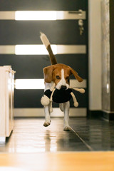 Dog beagle purebred running with a sheep toy in house. Fetching a toy indoors
