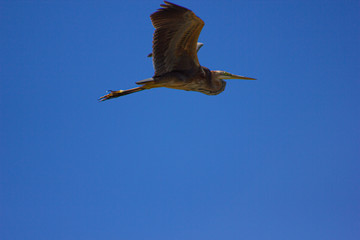 Obraz premium garça cinzenta