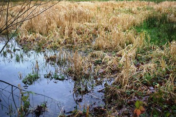 reeds in lake