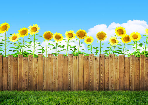 sunflowers in garden and wooden backyard fence with grass