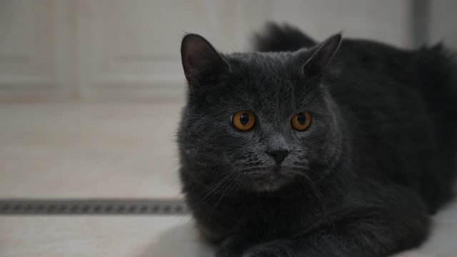 British fold cat looking towards camera, close up