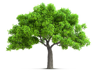 Fototapeta na wymiar tree isolated with high detailed leaves, 3D illustration