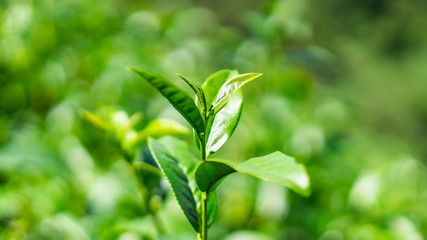 Selective focus of fresh tea leaves in farm with green bokeh background