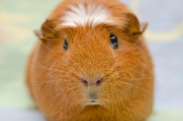 Portrait of a cute guinea pig against a bright background (selective focus on the guinea pig nose)