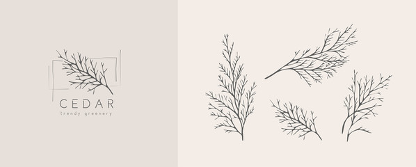 Cedar logo and branch. Hand drawn wedding herb, plant and monogram with elegant leaves for invitation save the date card design. Botanical rustic trendy greenery