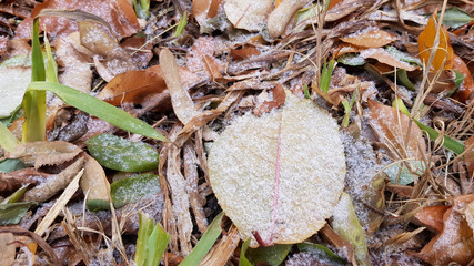 Dry autumn leaves texture covered with first snow crystals. Winter background with grains of snow. Seasonal backdrop. Natural fall colors and frosty winter texture.