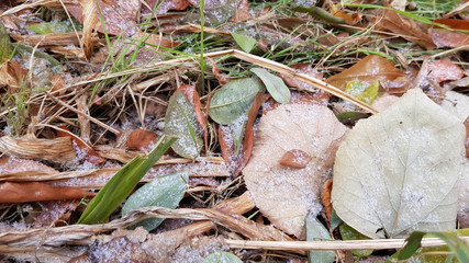 Colorful autumn dry leaves and brown blades of dry grass covered with first snow. Winter background with frost grains of snow. Seasonal backdrop. Natural autumn colors and frosty winter texture.