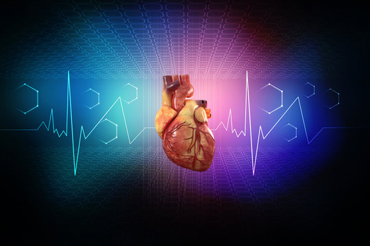 3d illustration  Anatomy of Human Heart 