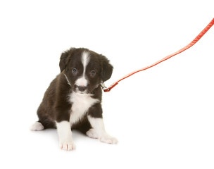 Sheepdog puppy on a leash