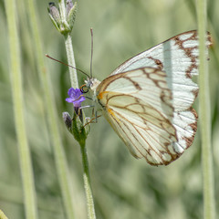 Migrating Brown Veined Buttefly resting on lavendar