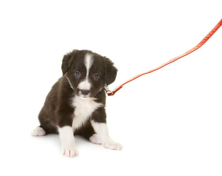 Sheepdog Puppy On A Leash