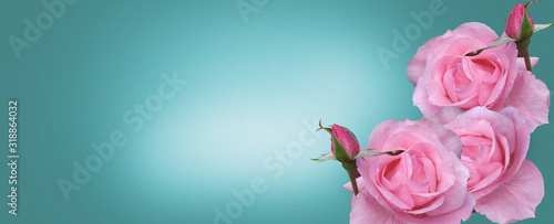 Bouquet of pink roses with a bud on a green background, mockup for greeting card Happy Valentine's Day, Mother's Day, banner, background, copy space