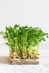 Close-up of peas microgreens with seeds and roots. Sprouting Microgreens. Seed Germination at home. Vegan and healthy eating concept. Sprouted peas Seeds, Micro greens. Growing sprouts.